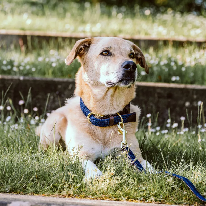 Kentucky Plaited Nylon Dog Collar Navy-1