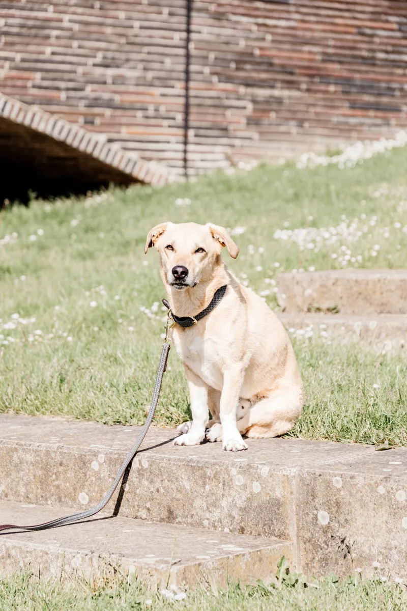 Kentucky Plaited Nylon Dog Lead Grey 120cm-1