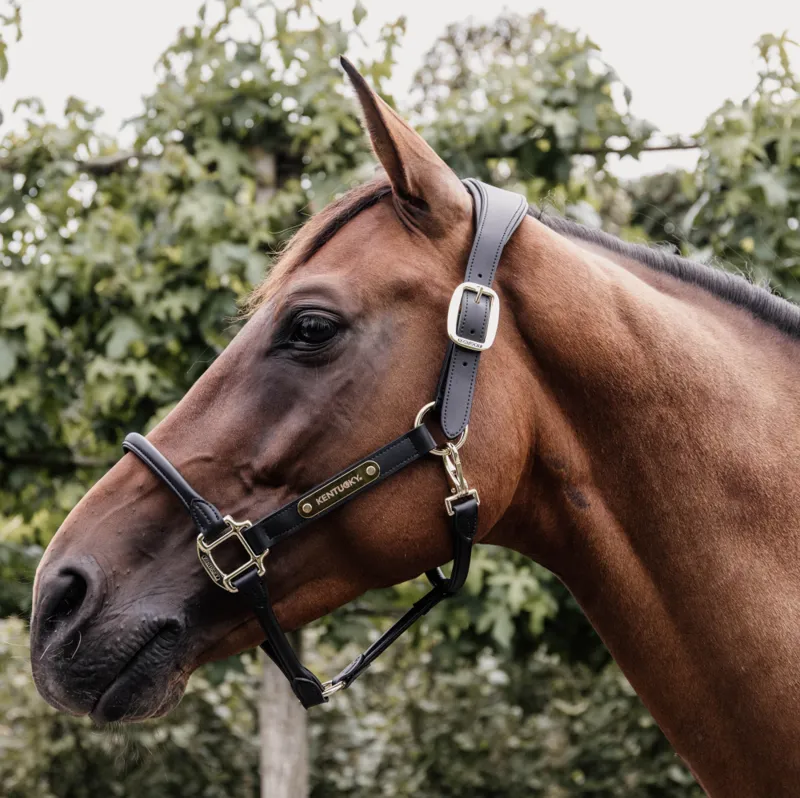 Kentucky Anatomic Leather Head Collar Black-1