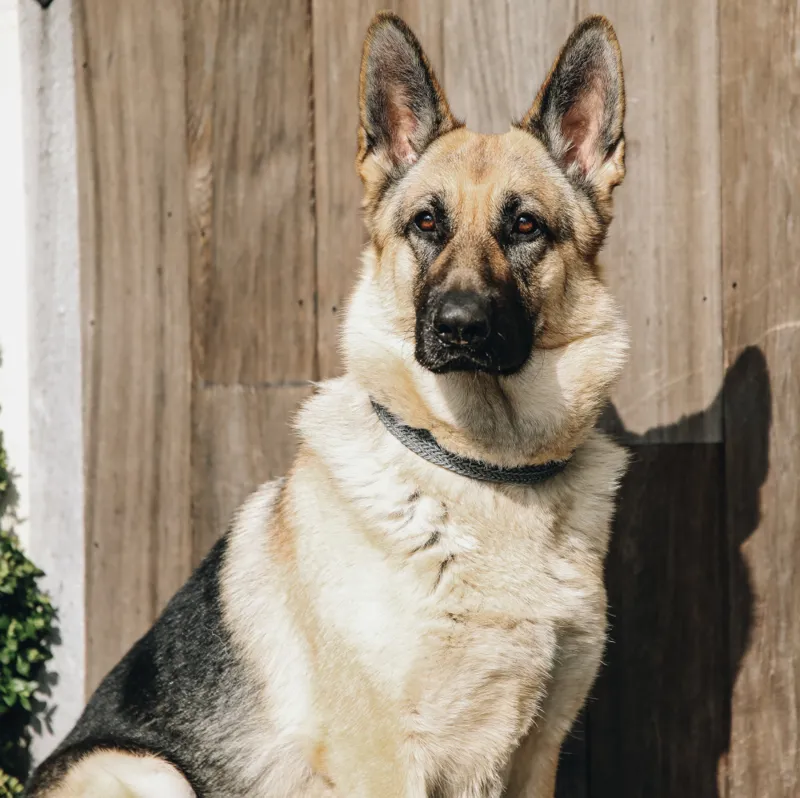 Kentucky Plaited Nylon Dog Collar Grey-1