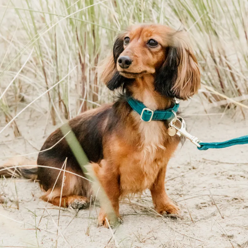 Kentucky Velvet Dog Collar Emerald-1