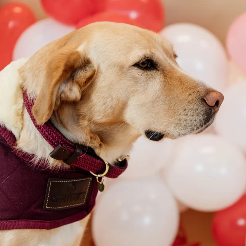 Kentucky Plaited Nylon Dog Collar Bordeaux-1