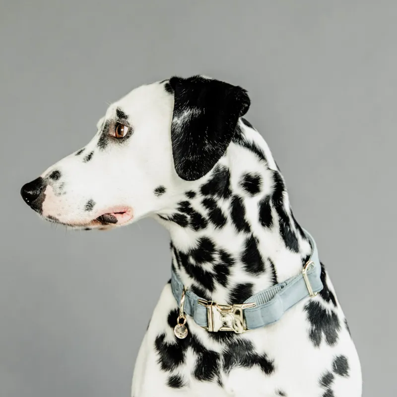 Kentucky Velvet Dog Collar Light Blue-1