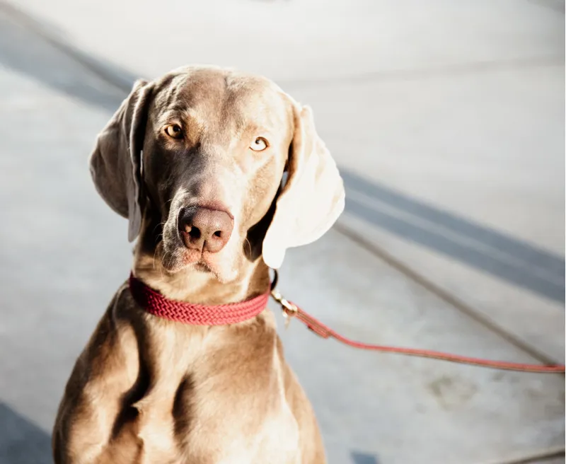Kentucky Plaited Nylon Dog Lead Bordeaux 120cm-1