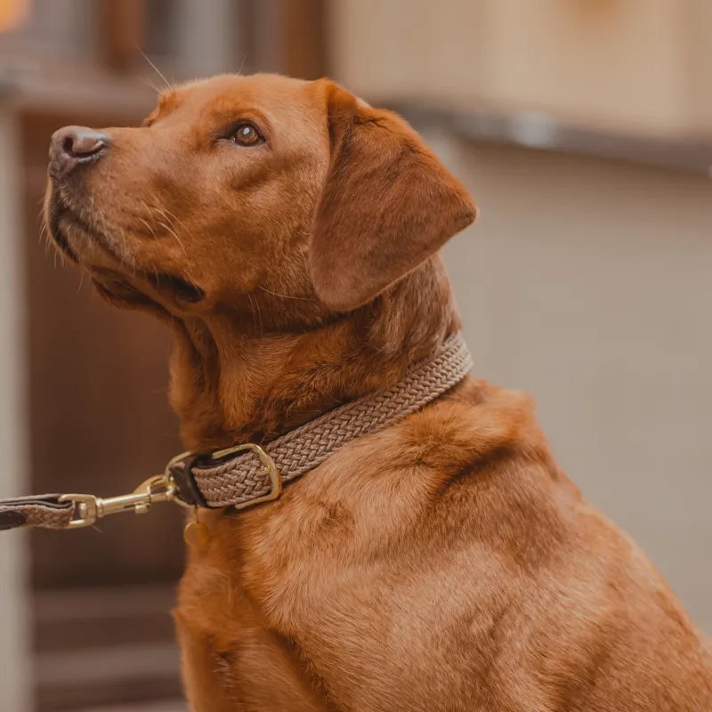 Kentucky Plaited Nylon Dog Collar Beige-1