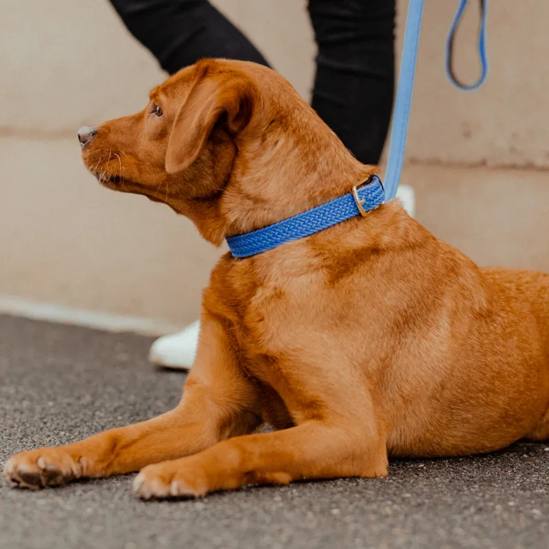 Kentucky Plaited Nylon Dog Collar Light Blue-1