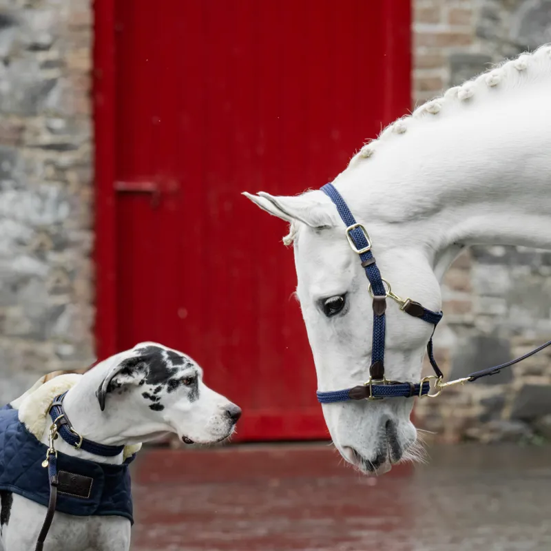 Kentucky Plaited Nylon Head Collar Navy-1