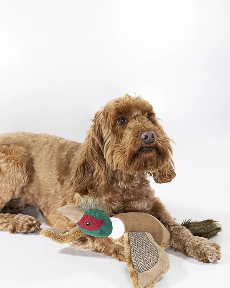 Joules Pheasant Dog Toy-1