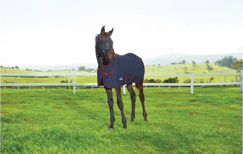 Weatherbeeta 1200D Foal Turnout Rug Standard Neck 220g Navy/Burgundy-1