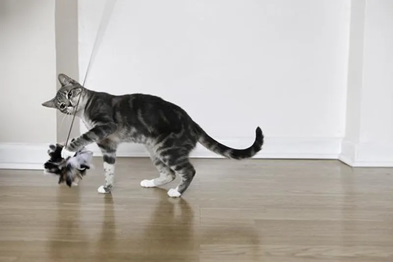 Jolly Moggy Feather Teaser-2