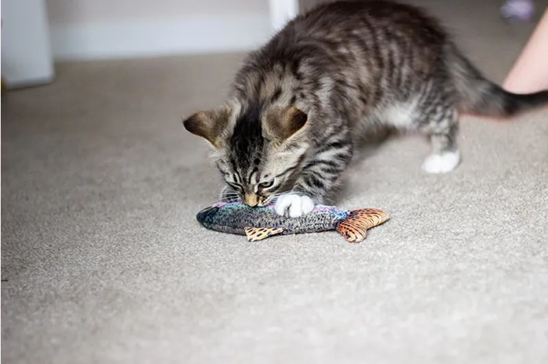 Jolly Moggy Catnip Trout Toy-2