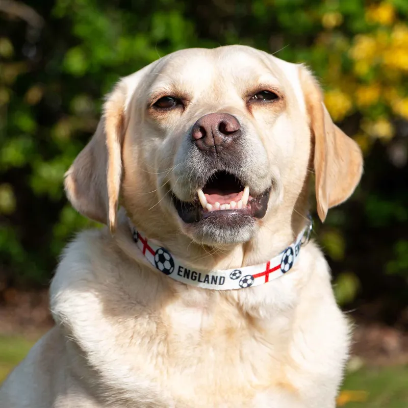 Ancol England Football Collar Small - 20-30cm-1