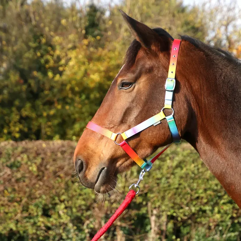 Hy Equestrian Ombre Headcollar and Lead Rope Rainbow-1