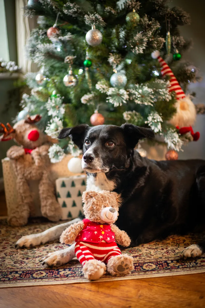 Rosewood Buddy Bear Dog Toy-1