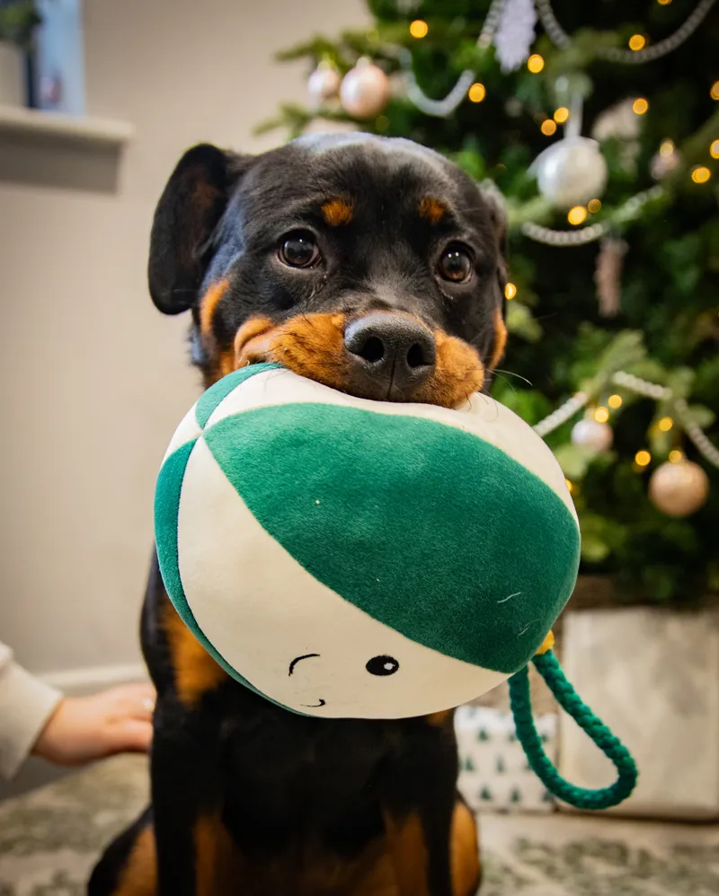 Rosewood Blitzen Bauble Dog Toy-2