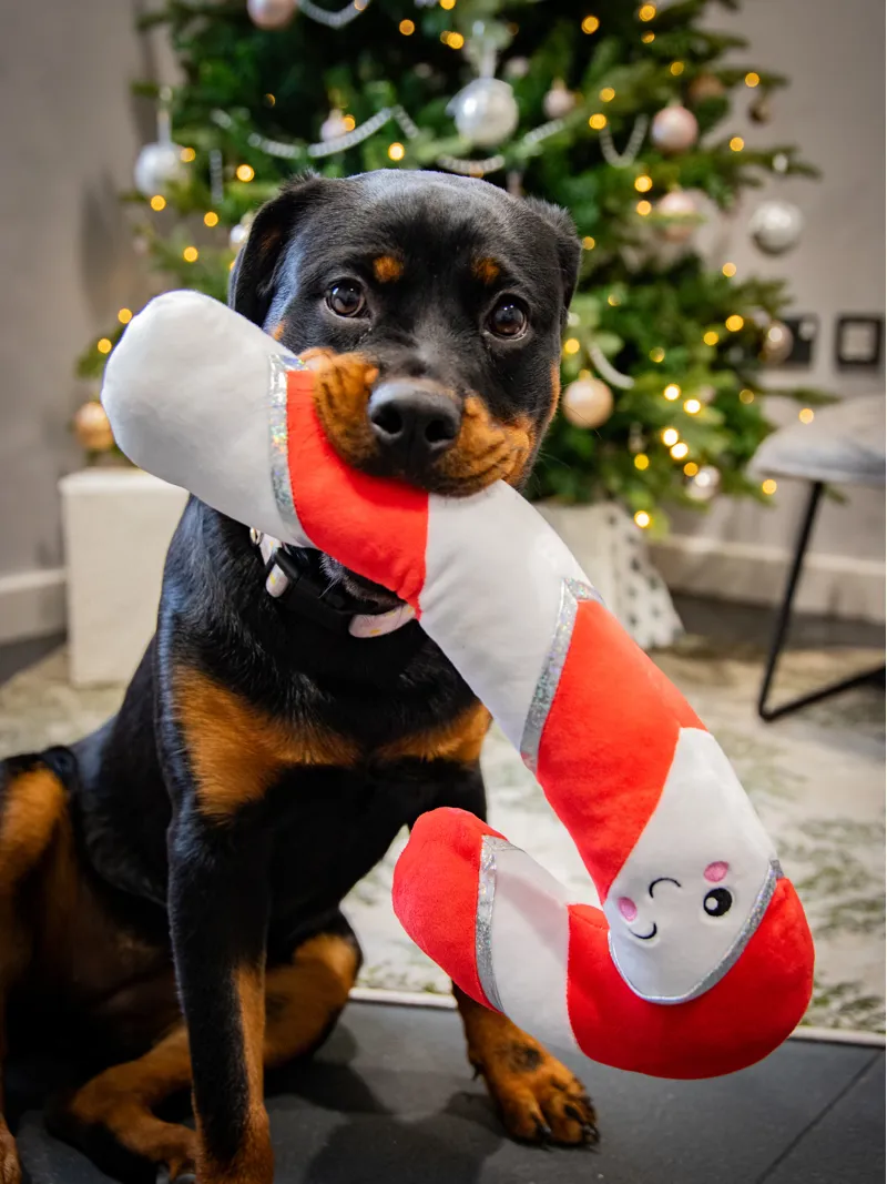 Rosewood Comet Candy Cane Dog Toy-1