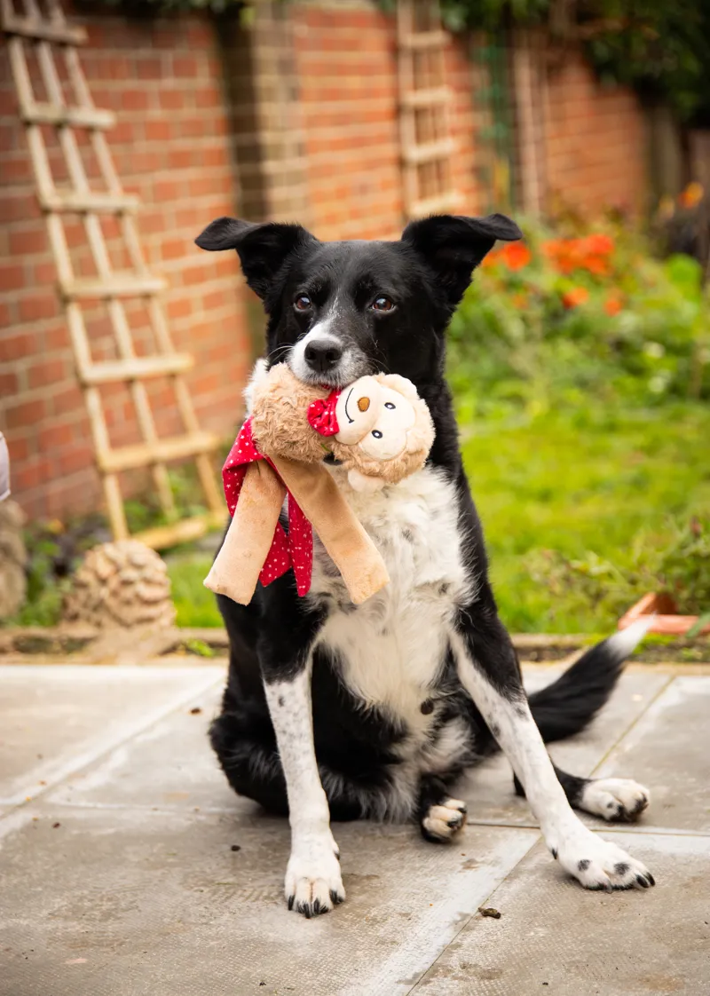 Rosewood Max Monkey Dog Toy-1