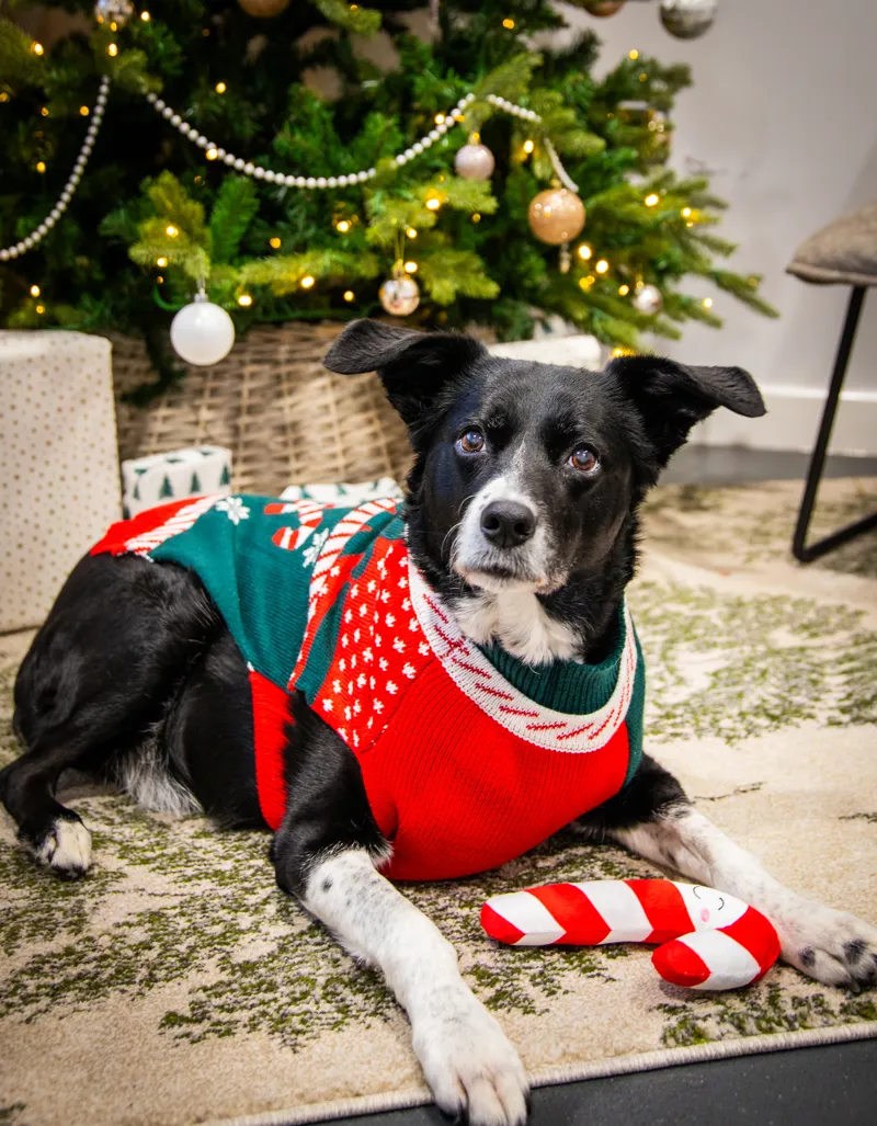 Rosewood Candy Cane Christmas Gift Box-2