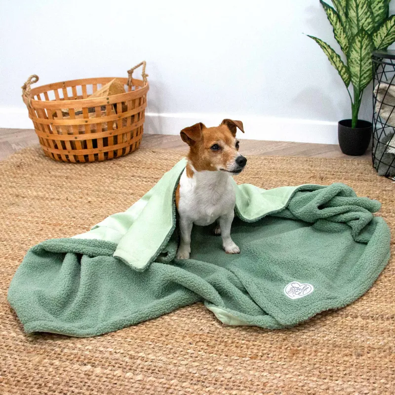 Ancol Small Bite Teddy Bear Blanket Sage-1