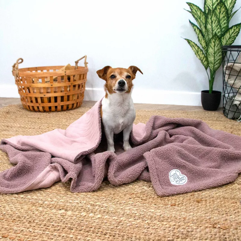 Ancol Small Bite Teddy Bear Blanket Rose-1