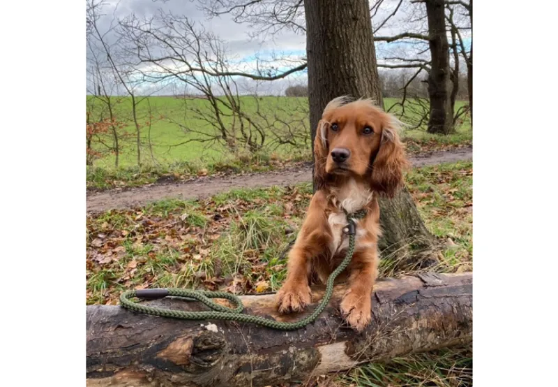 Ancol Rope Slip Lead Green-1