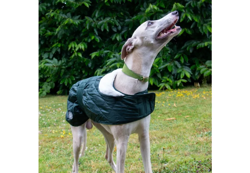 Ancol Quilted Hound Coat Green-2