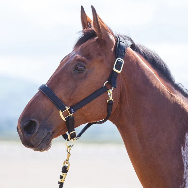 Shires Topaz Nylon Padded Headcollar Black