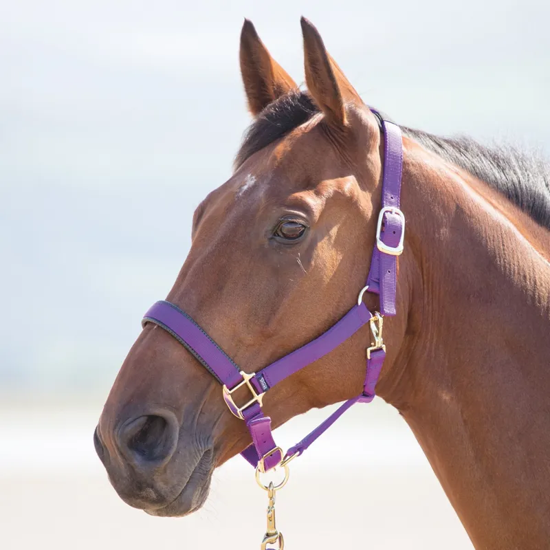 Shires Topaz Nylon Padded Headcollar Purple