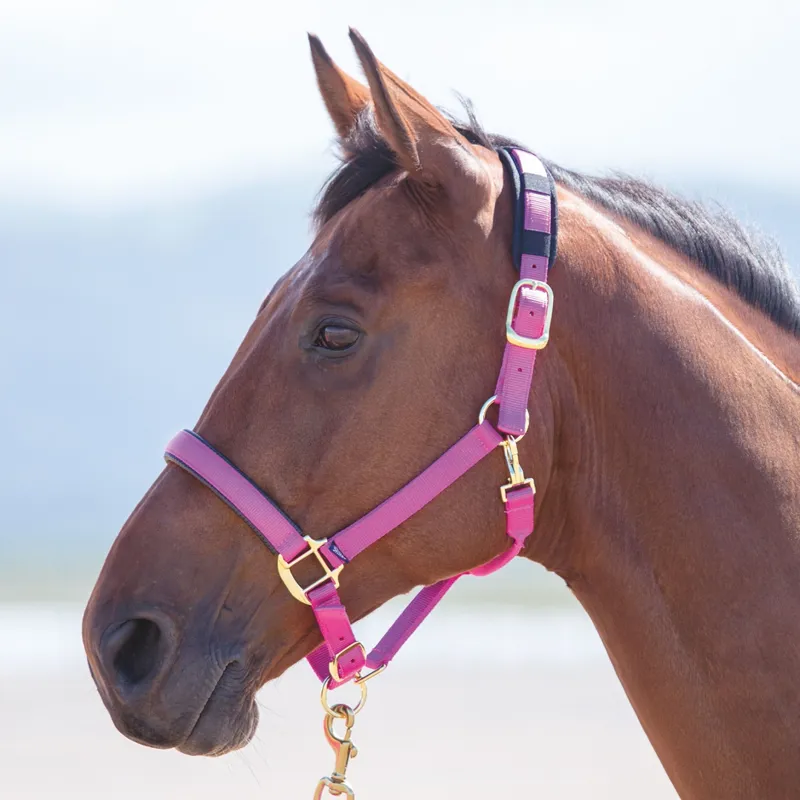Shires Topaz Nylon Padded Headcollar Raspberry