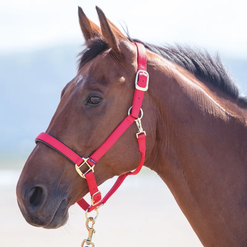 Shires Topaz Nylon Padded Headcollar Red