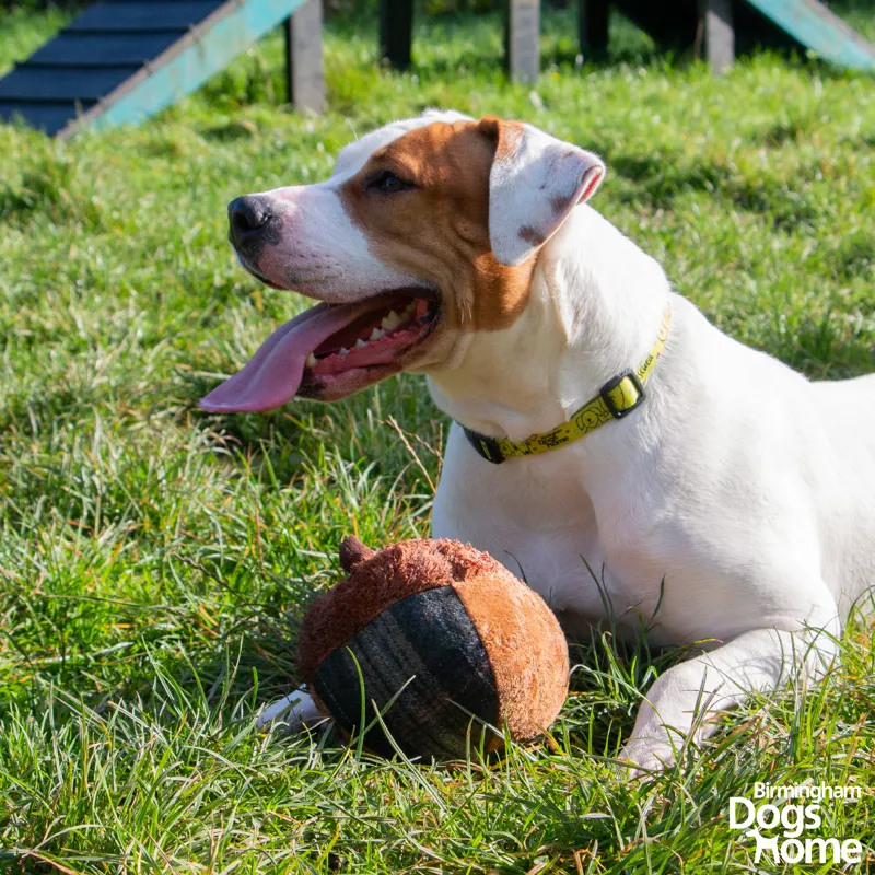 Ancol Heritage Annie Acorn Dog Toy-2