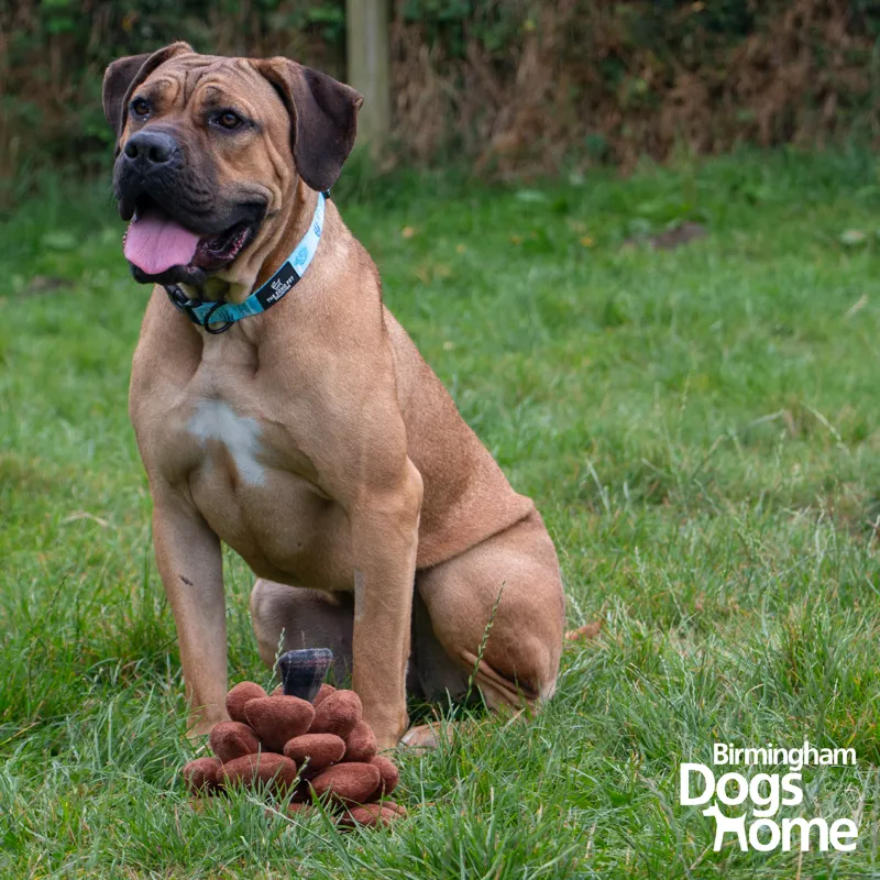 Ancol Heritage Peter Pine Cone Dog Toy-1