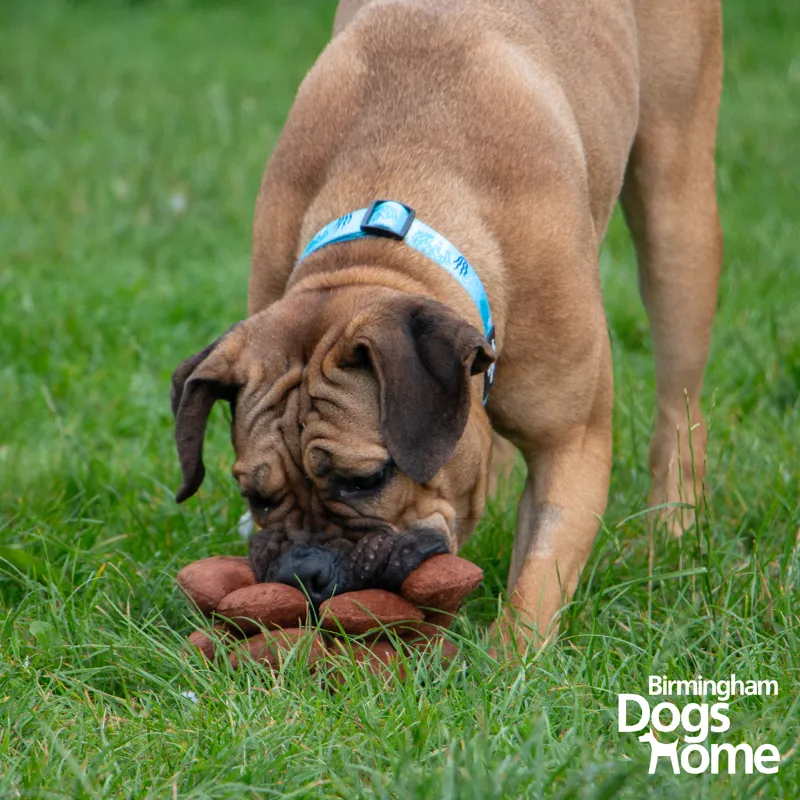 Ancol Heritage Peter Pine Cone Dog Toy-2