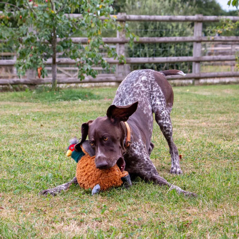 Ancol Heritage Phoebe Pheasant Dog Toy-4