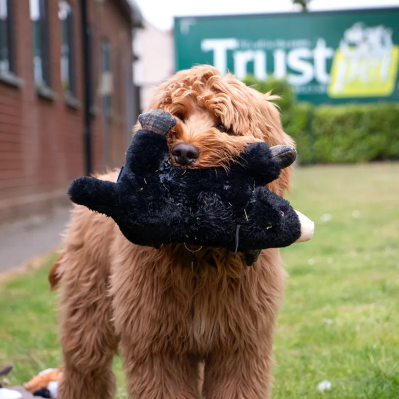 Ancol Heritage Montgomery Mole Dog Toy-2