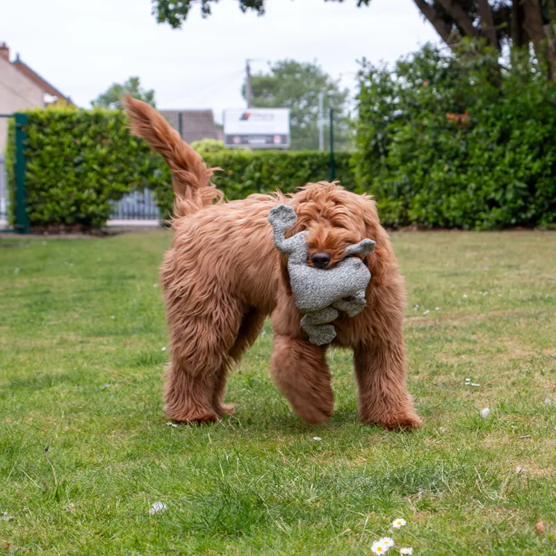 Ancol Heritage Toby Toad Midi Dog Toy-3