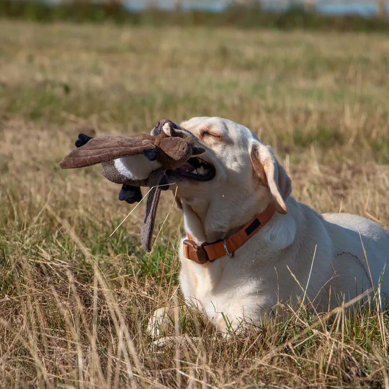 Ancol Heritage Barnaby Bat Midi Dog Toy-4