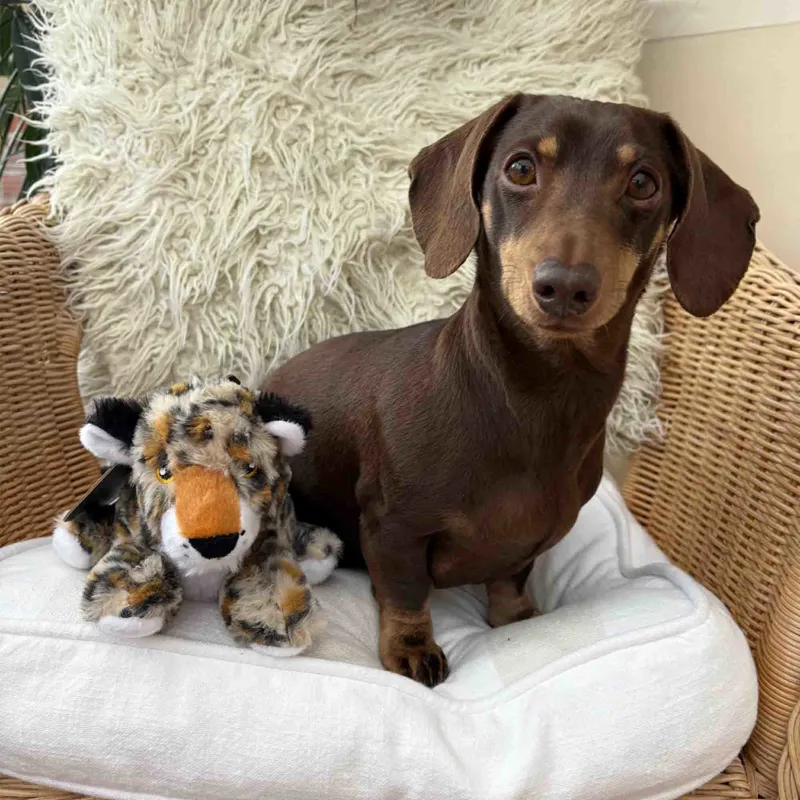 Ancol Made From Leo Leopard Mini-1