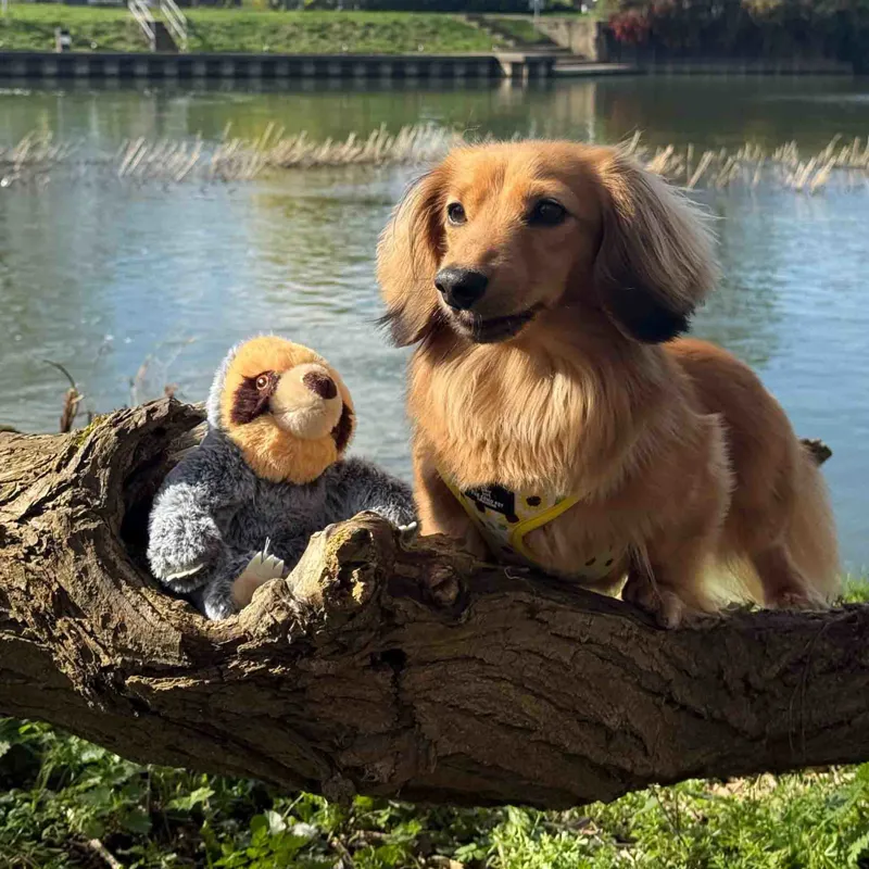 Ancol Made From Scout Sloth Mini-1