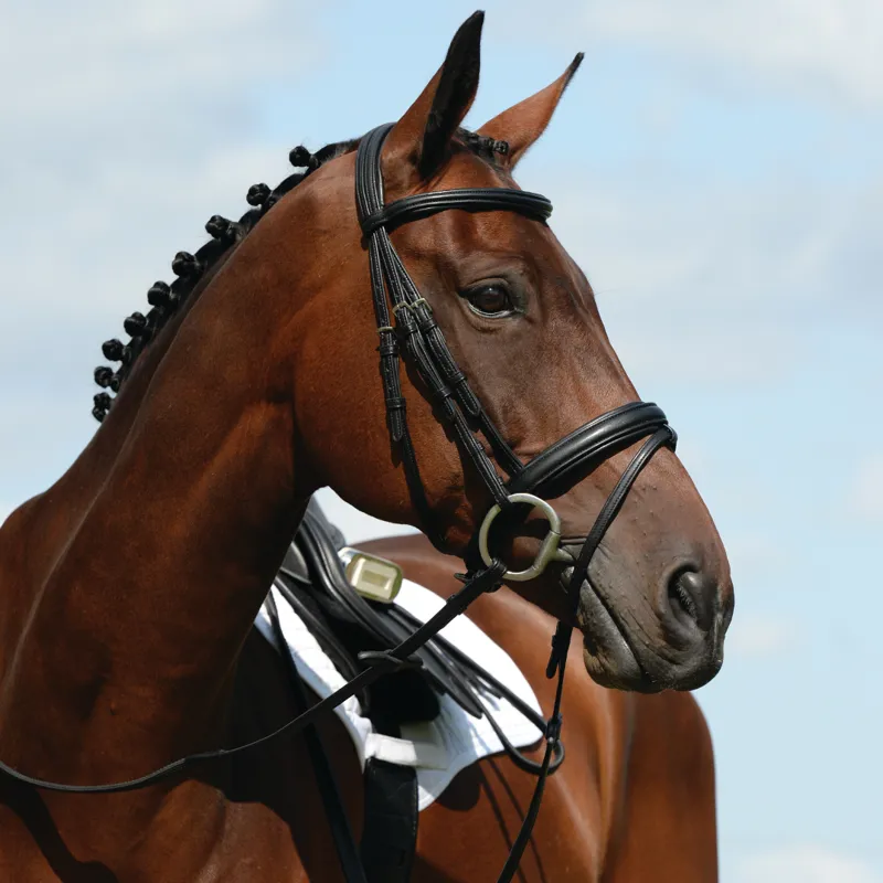 Collegiate Syntovia+ Padded Raised Flash Bridle Black