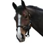 Saxon Economy Headcollar Black