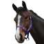Saxon Economy Headcollar Purple