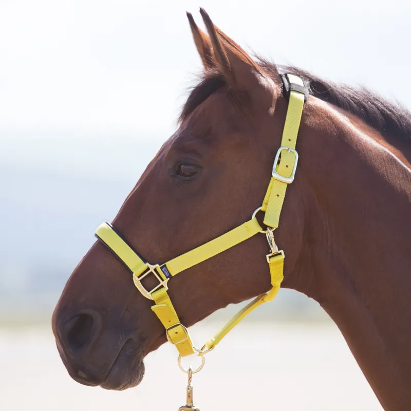 Shires Topaz Nylon Padded Headcollar Yellow