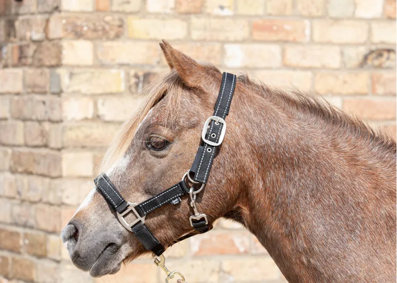Cameo Fieldsafe Headcollar Black Reflective-1