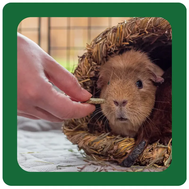 Burgess Excel Fruity Feasts 60g-2