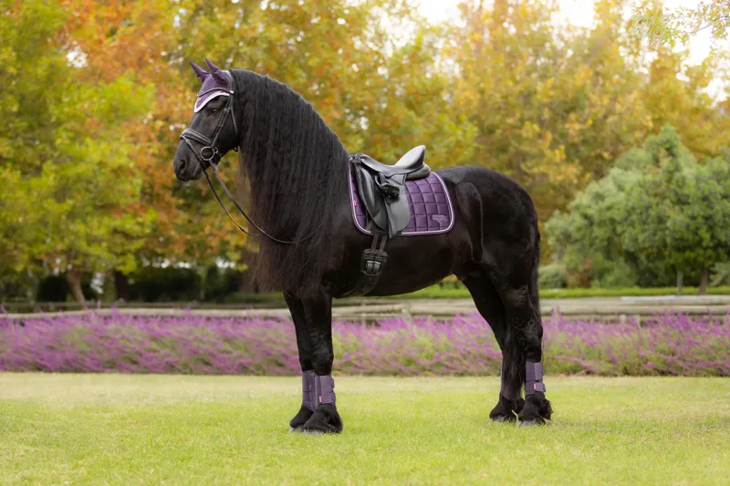 LeMieux Loire Classic Dressage Square Juniper-1