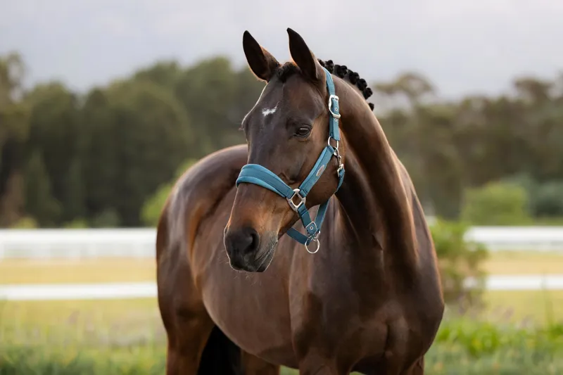 LeMieux Versailles Headcollar Jungle-1