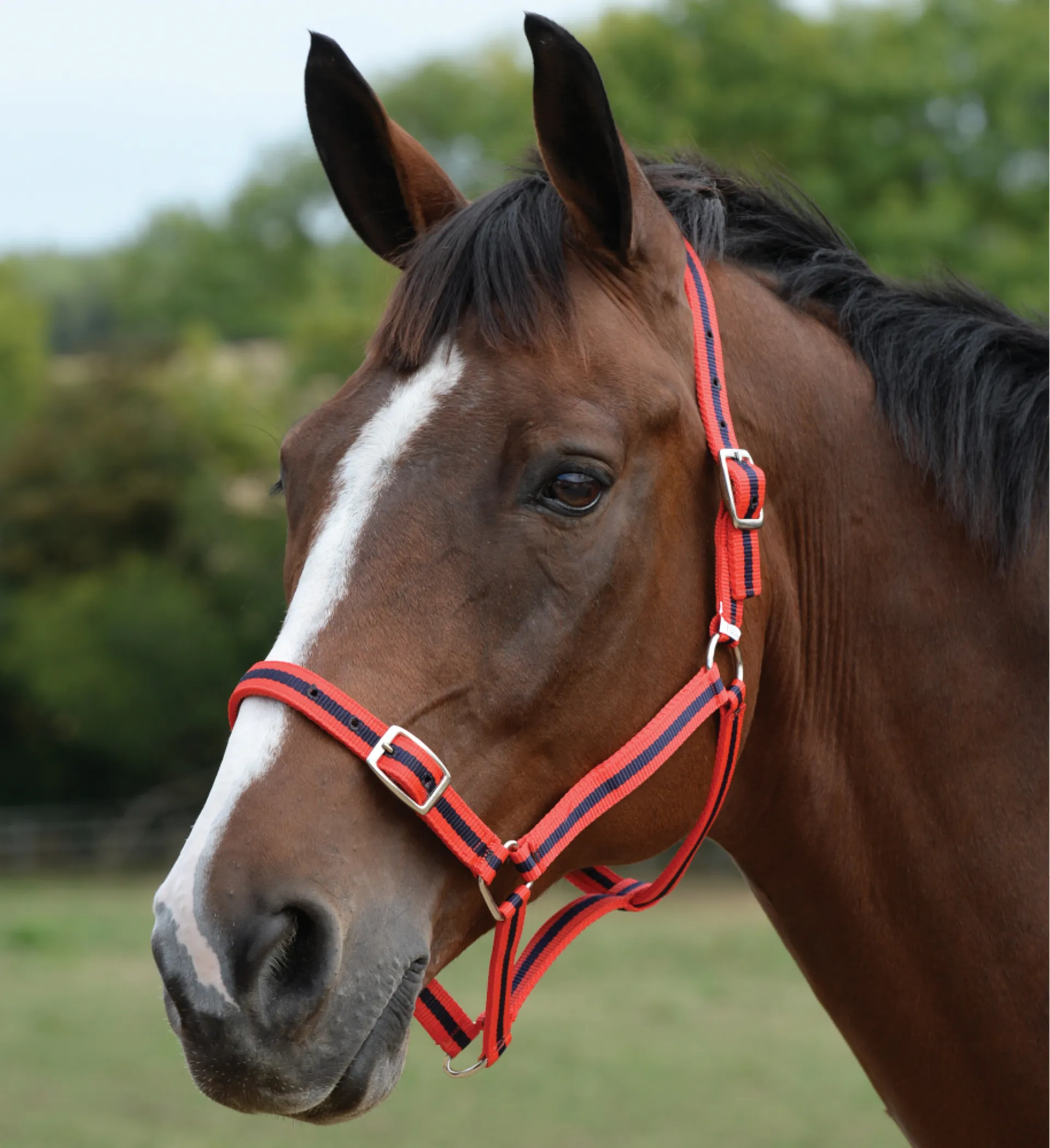 Roma Headcollar and Lead Rope Set Red/Navy
