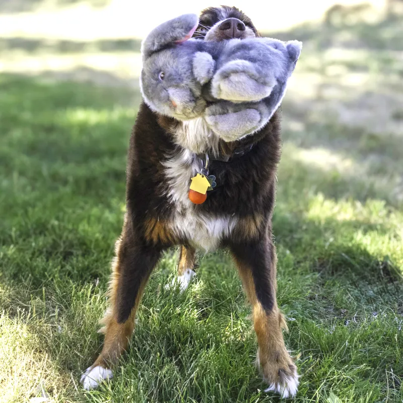 KONG Toughz Bunny Medium-2