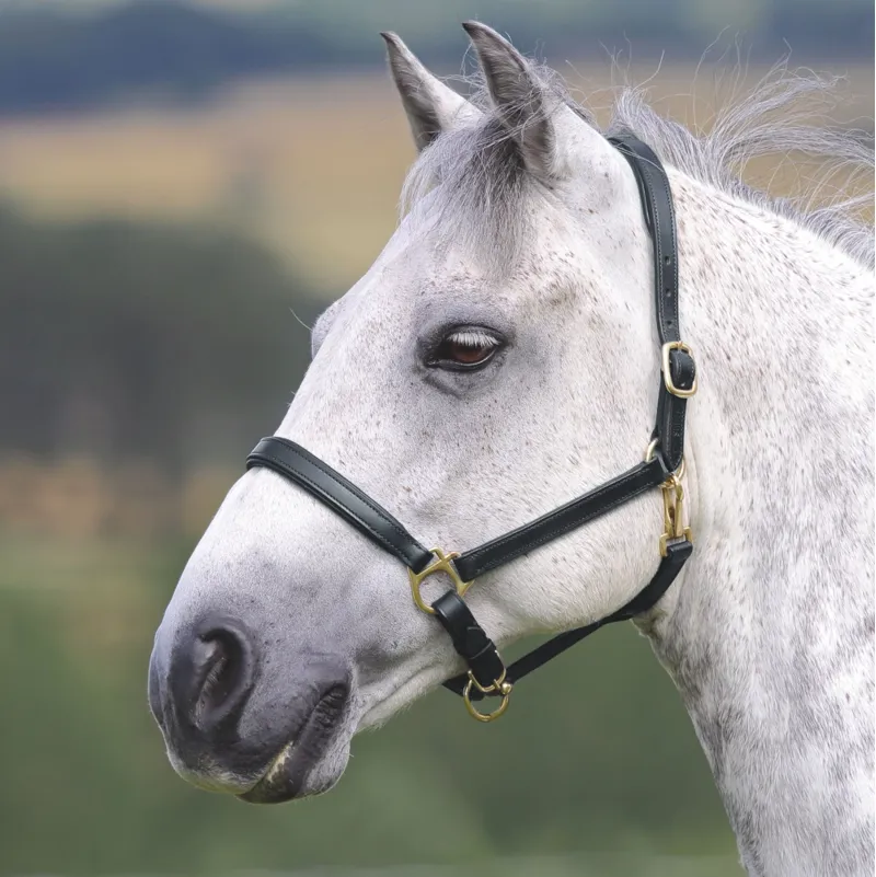 Velociti Gara Ragley Lined Leather Headcollar Black-1